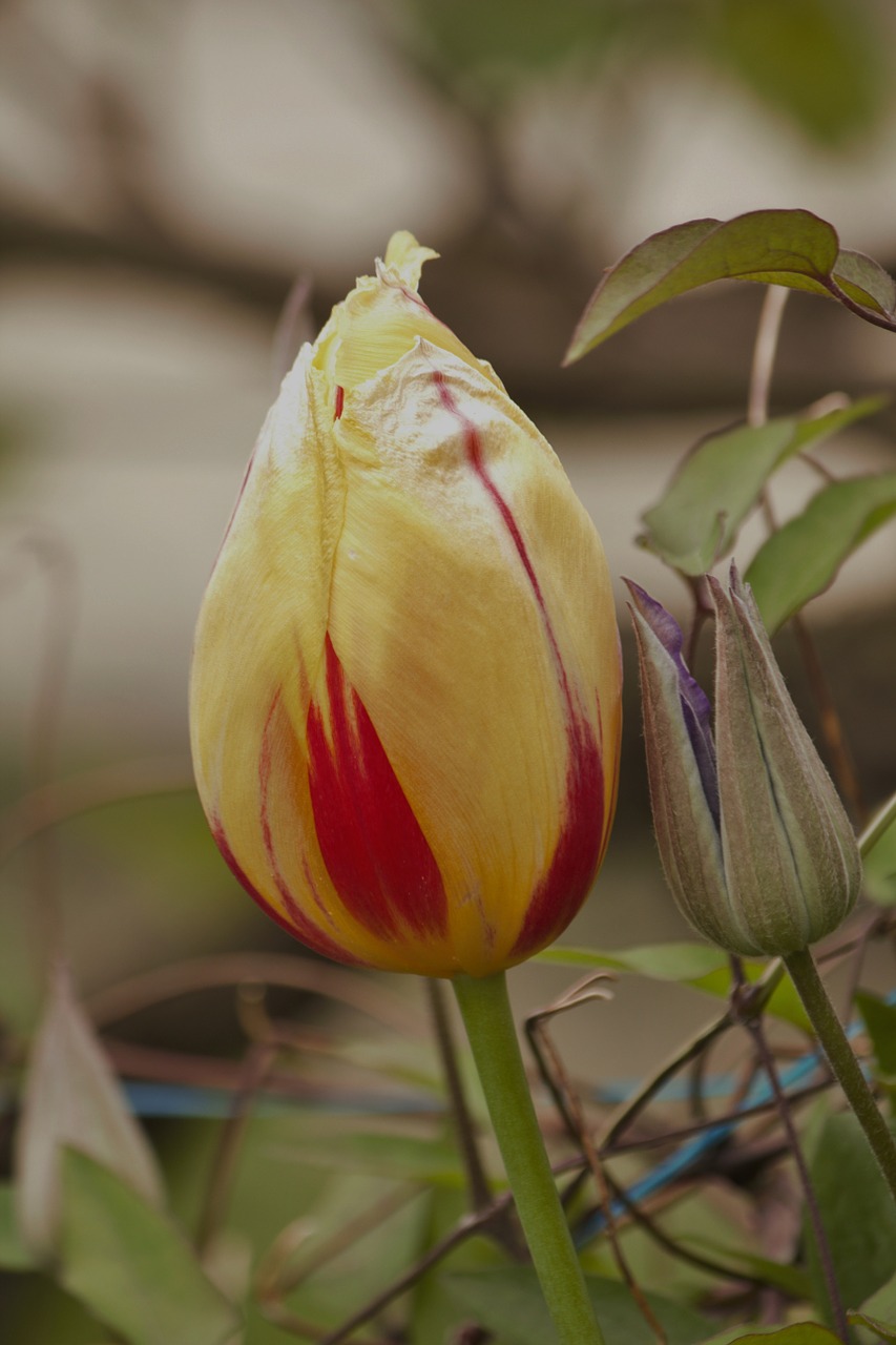 tulip yellow floral duet free photo