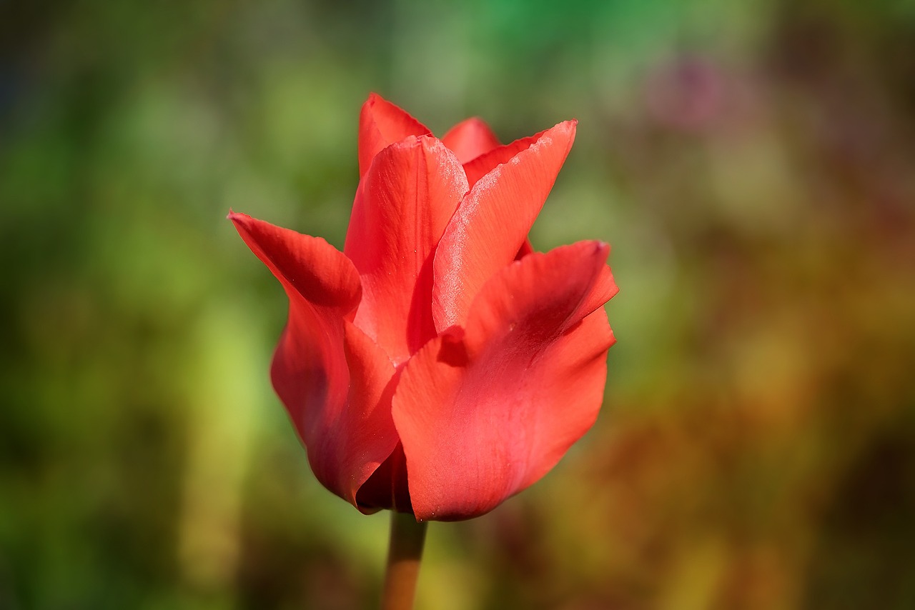 tulip flower red flower free photo