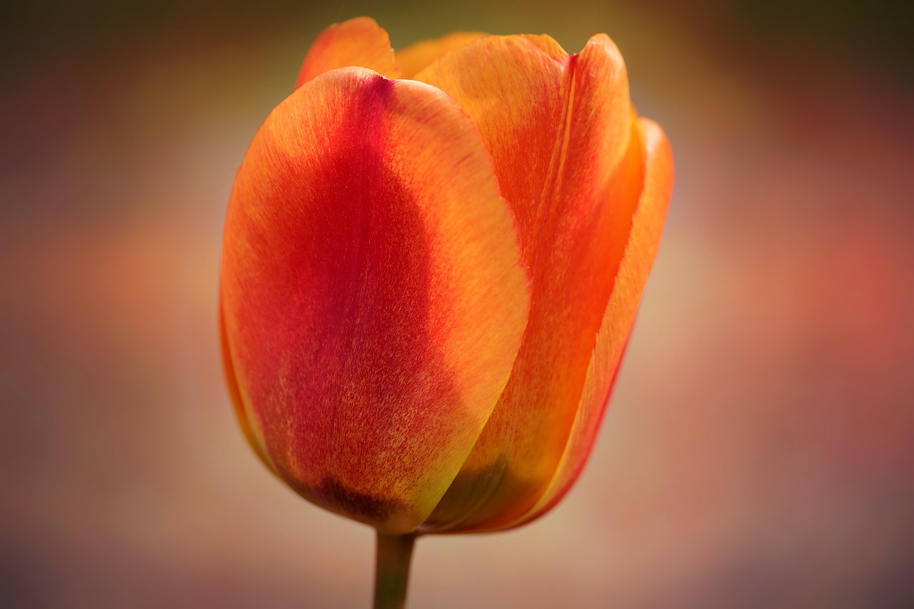 tulip flower blossom free photo