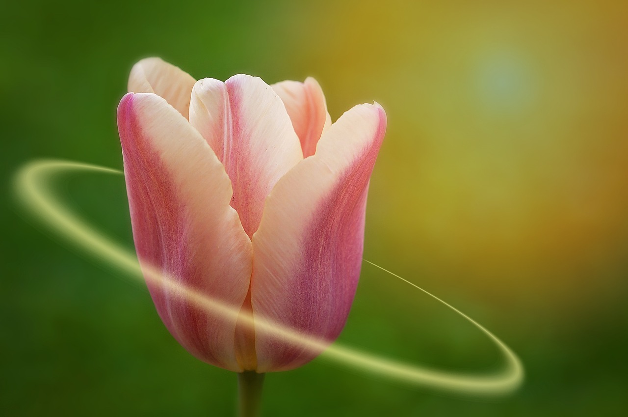 tulip flower beautiful free photo