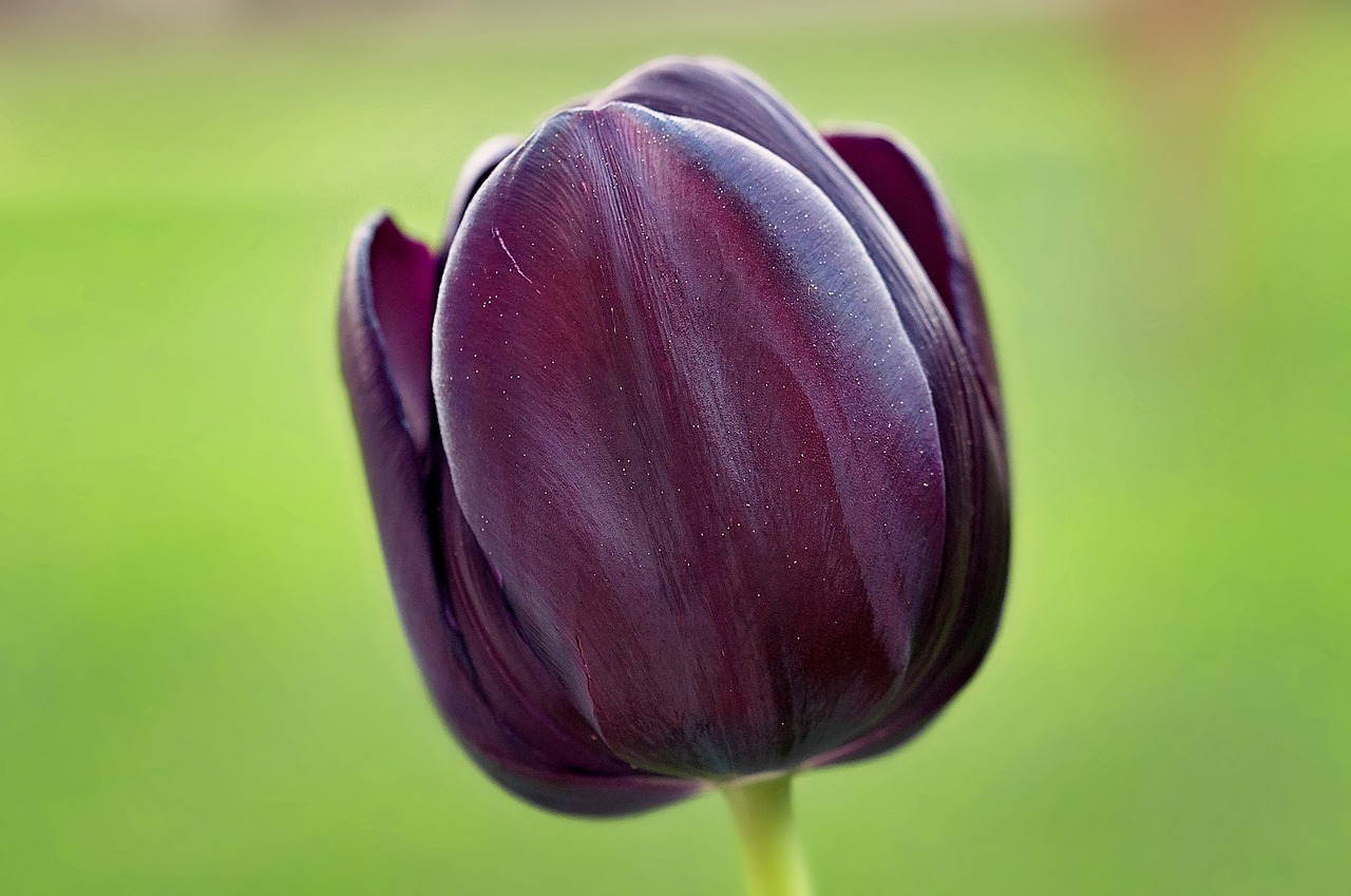 tulip flower violet free photo