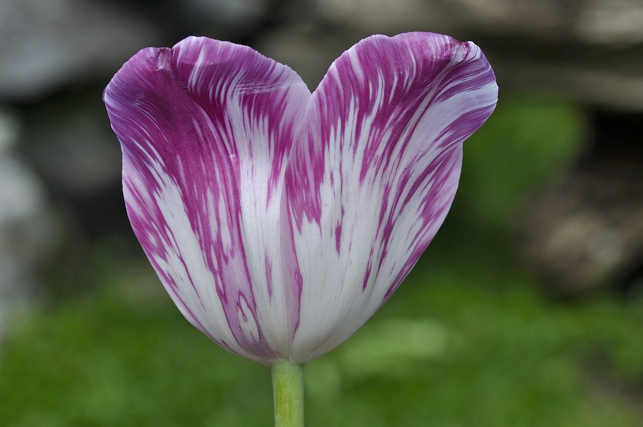 tulip flower blossom free photo