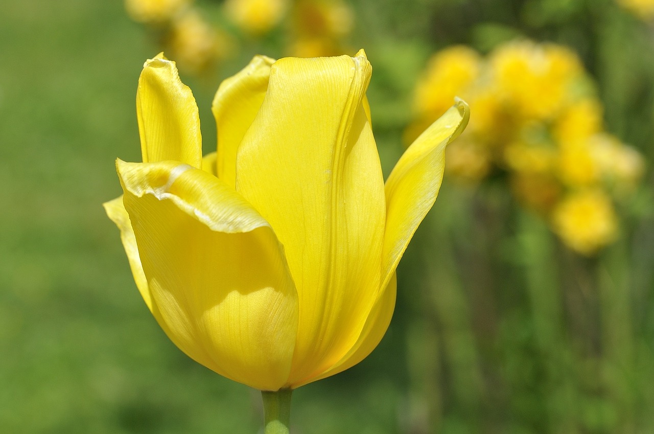 tulip flower blossom free photo