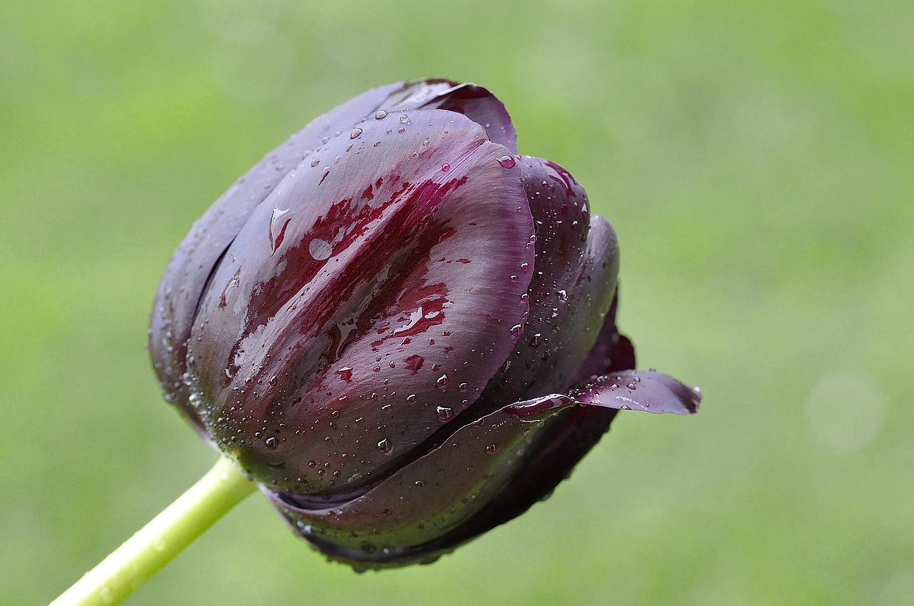 tulip flower plant free photo