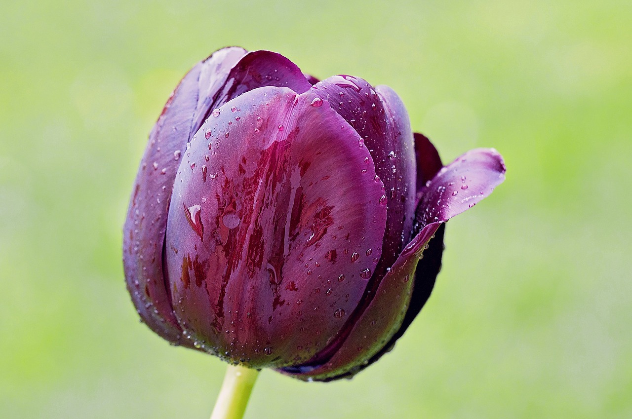 tulip flower blossom free photo