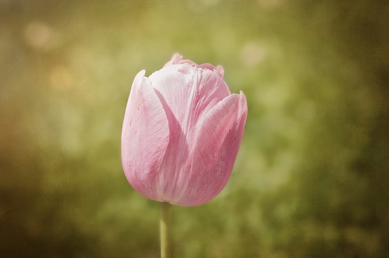 tulip flower schnittblume free photo