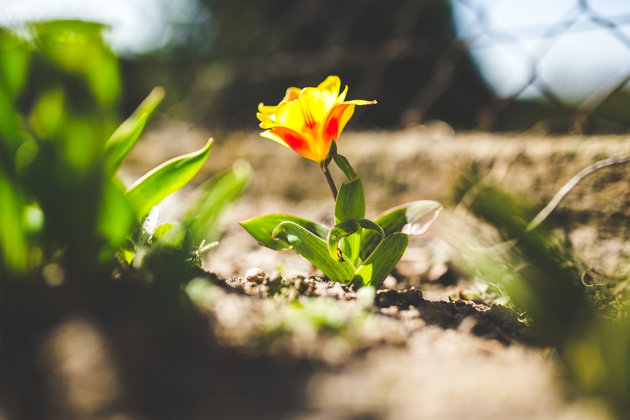 tulip flower yellow free photo