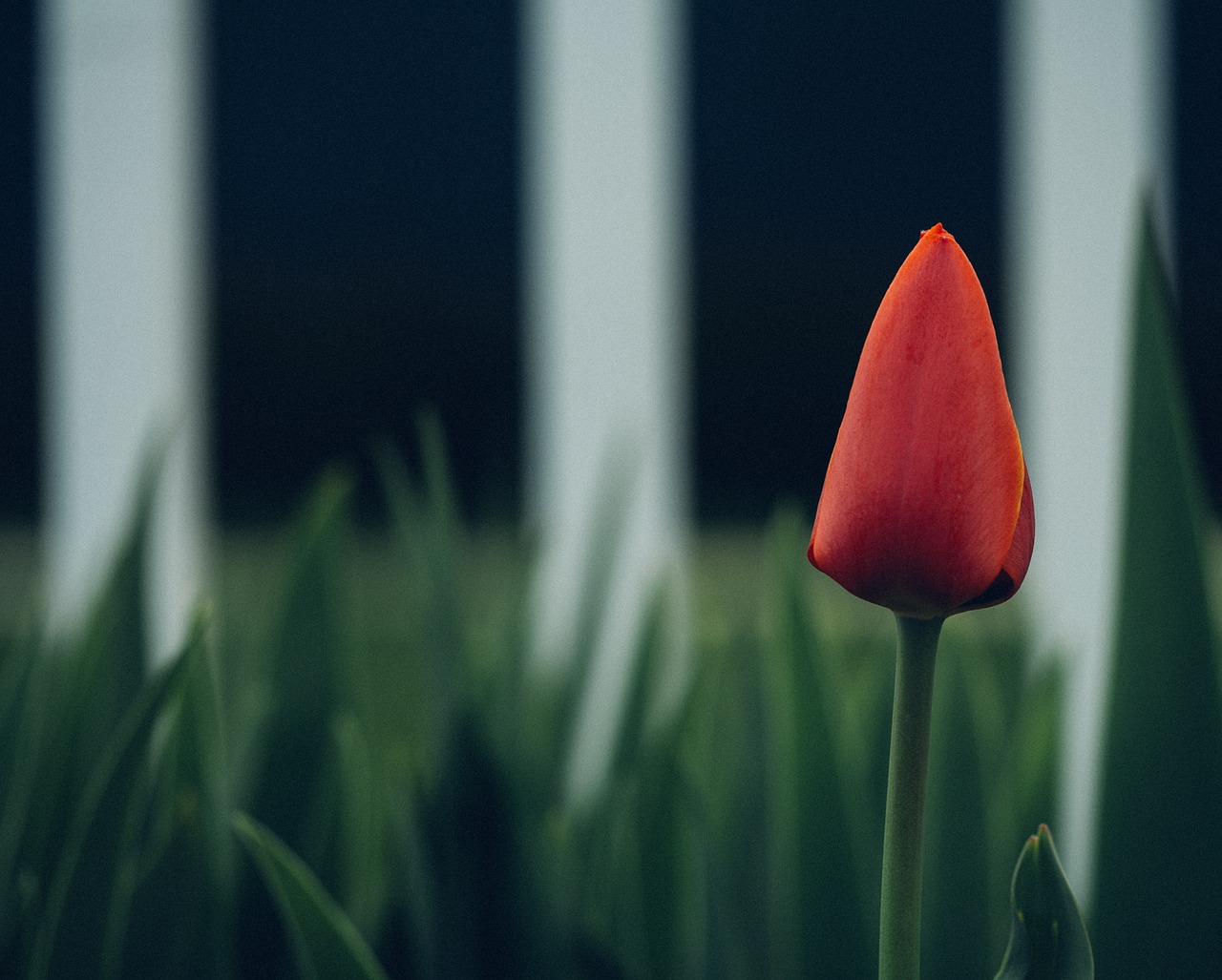 tulip blossom bloom free photo