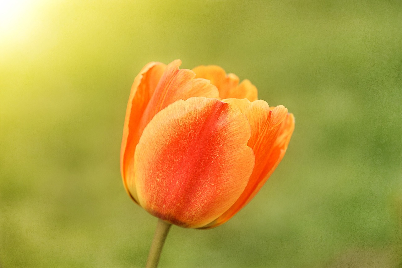 tulip flower spring flower free photo