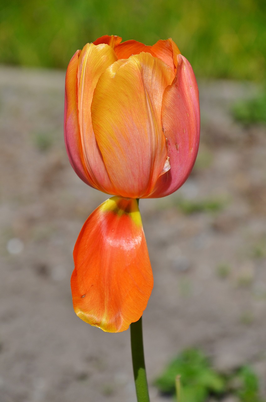 tulip flower natural free photo