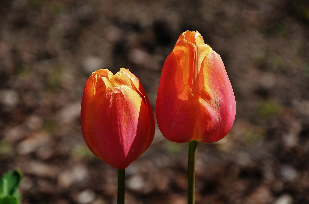 tulip orange spring free photo