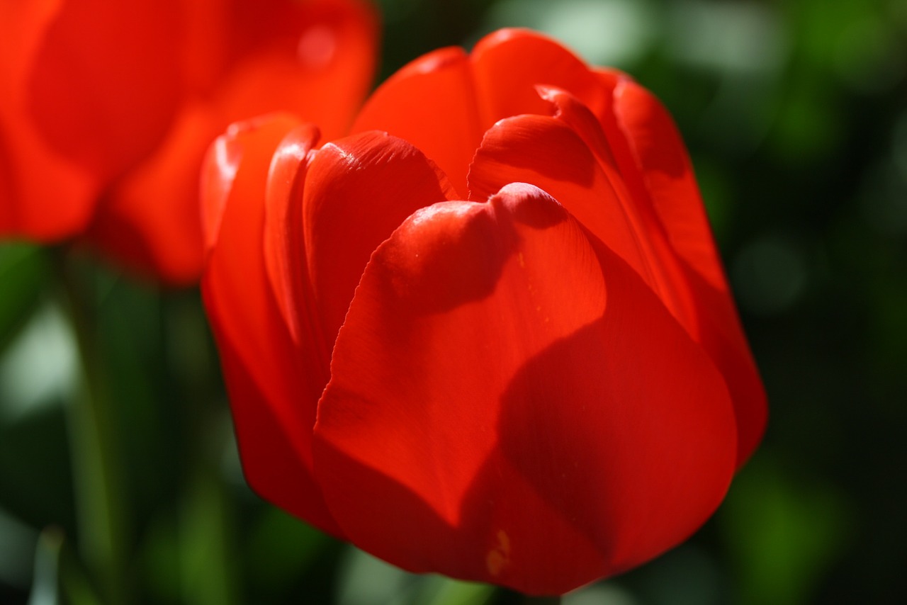 tulip red flower free photo