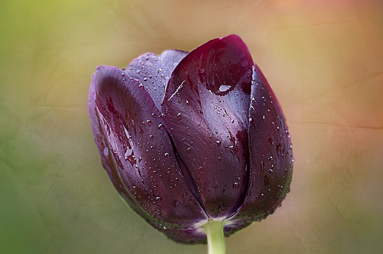 tulip purple blossom free photo