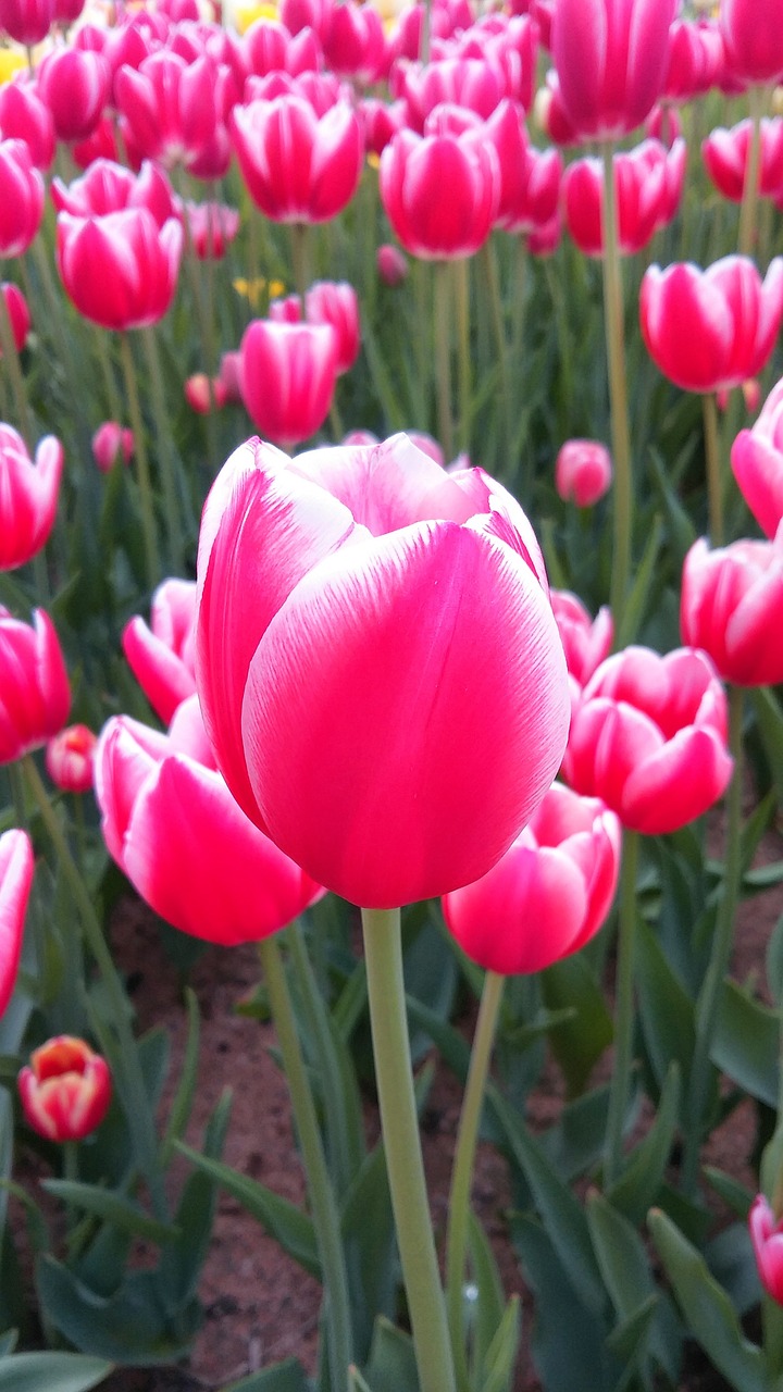 tulip flowers nature free photo