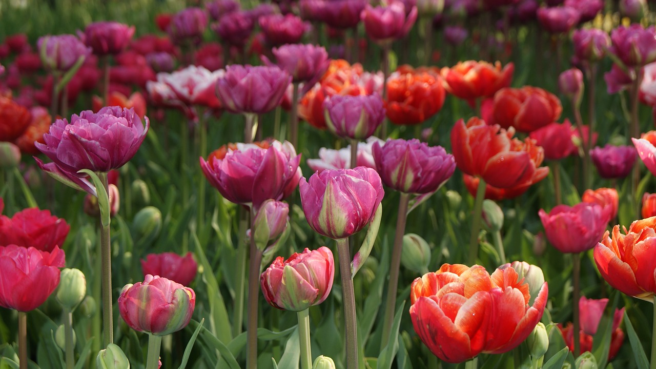 tulip nature spring free photo