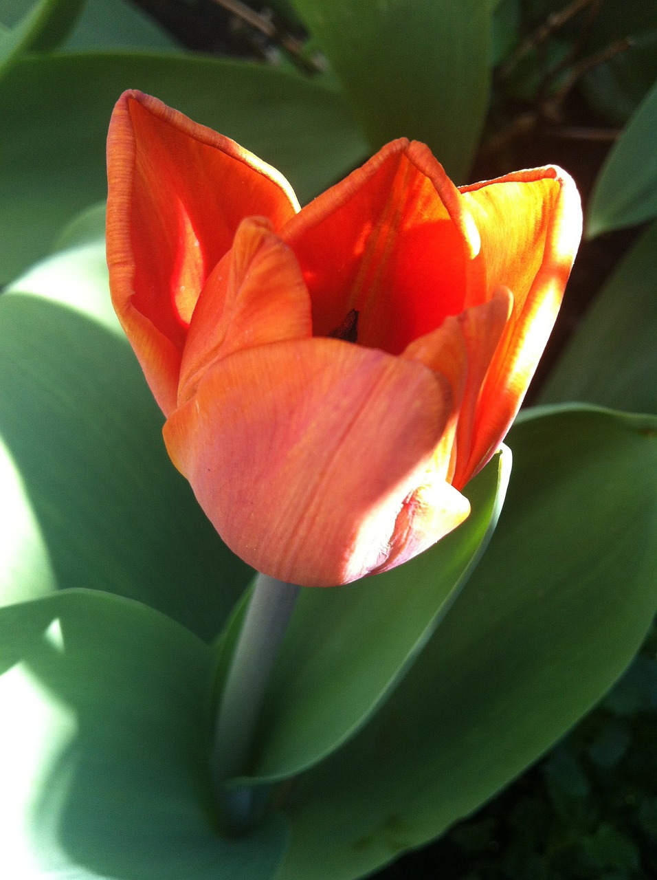 tulip orange spring free photo