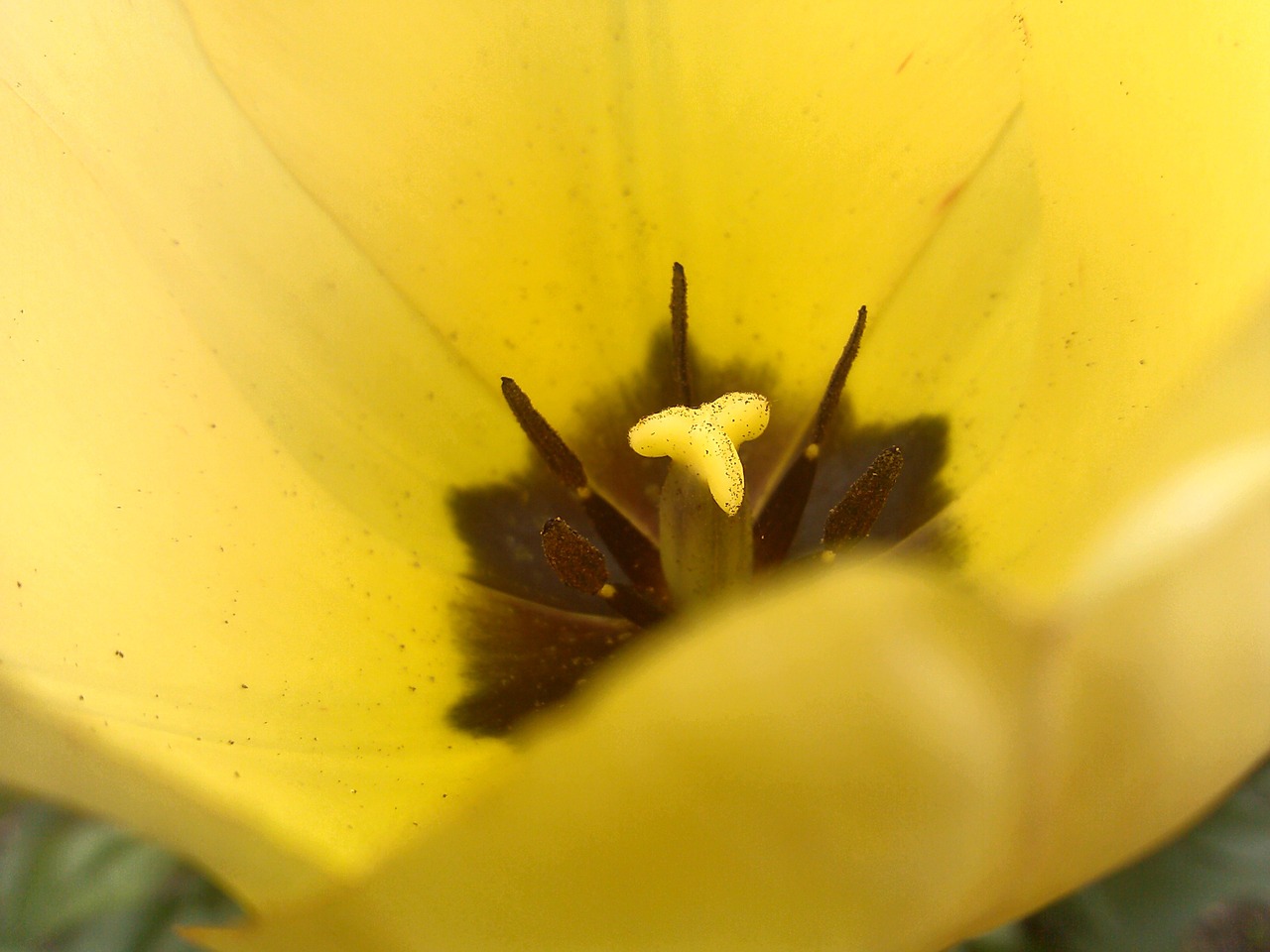 tulip tulipa pistil free photo