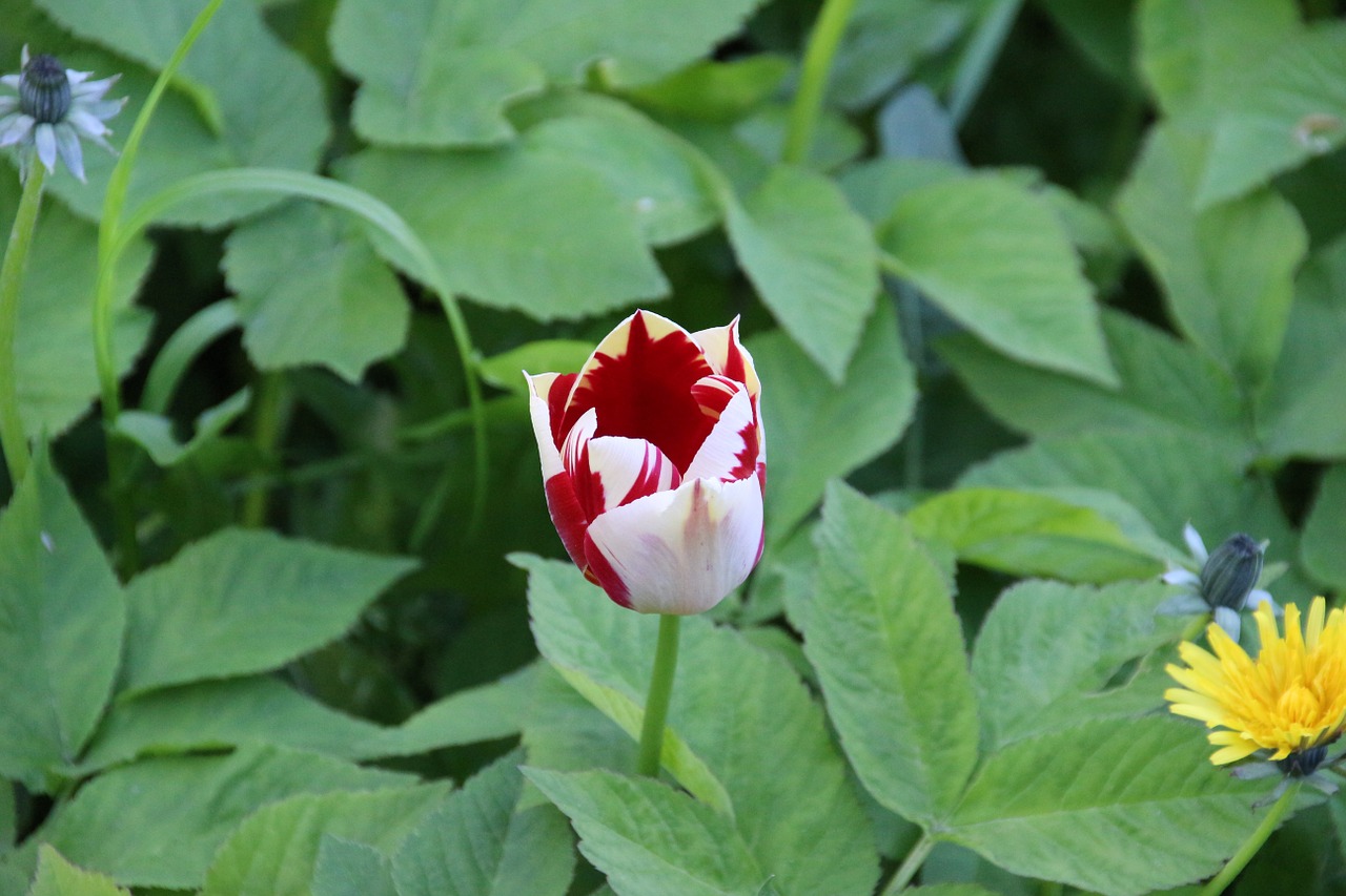 tulip spring blossom free photo