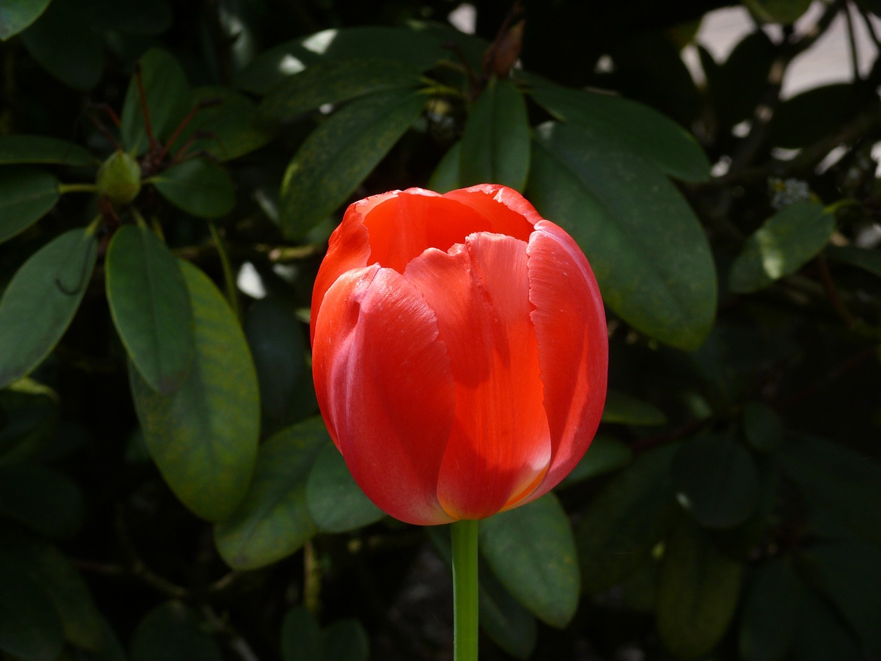 tulip flower spring free photo