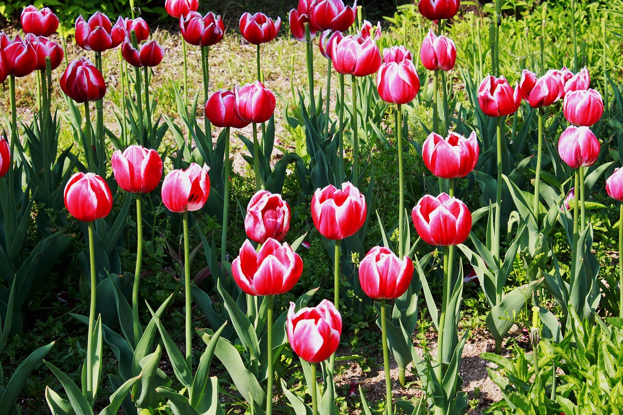 tulip flowers spring free photo