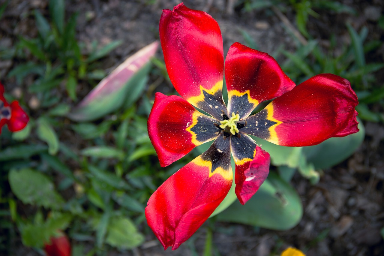 tulip flower nature free photo