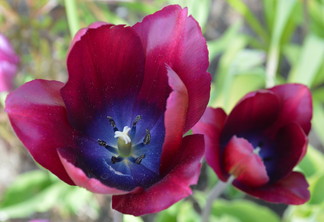 tulip flower dark red free photo