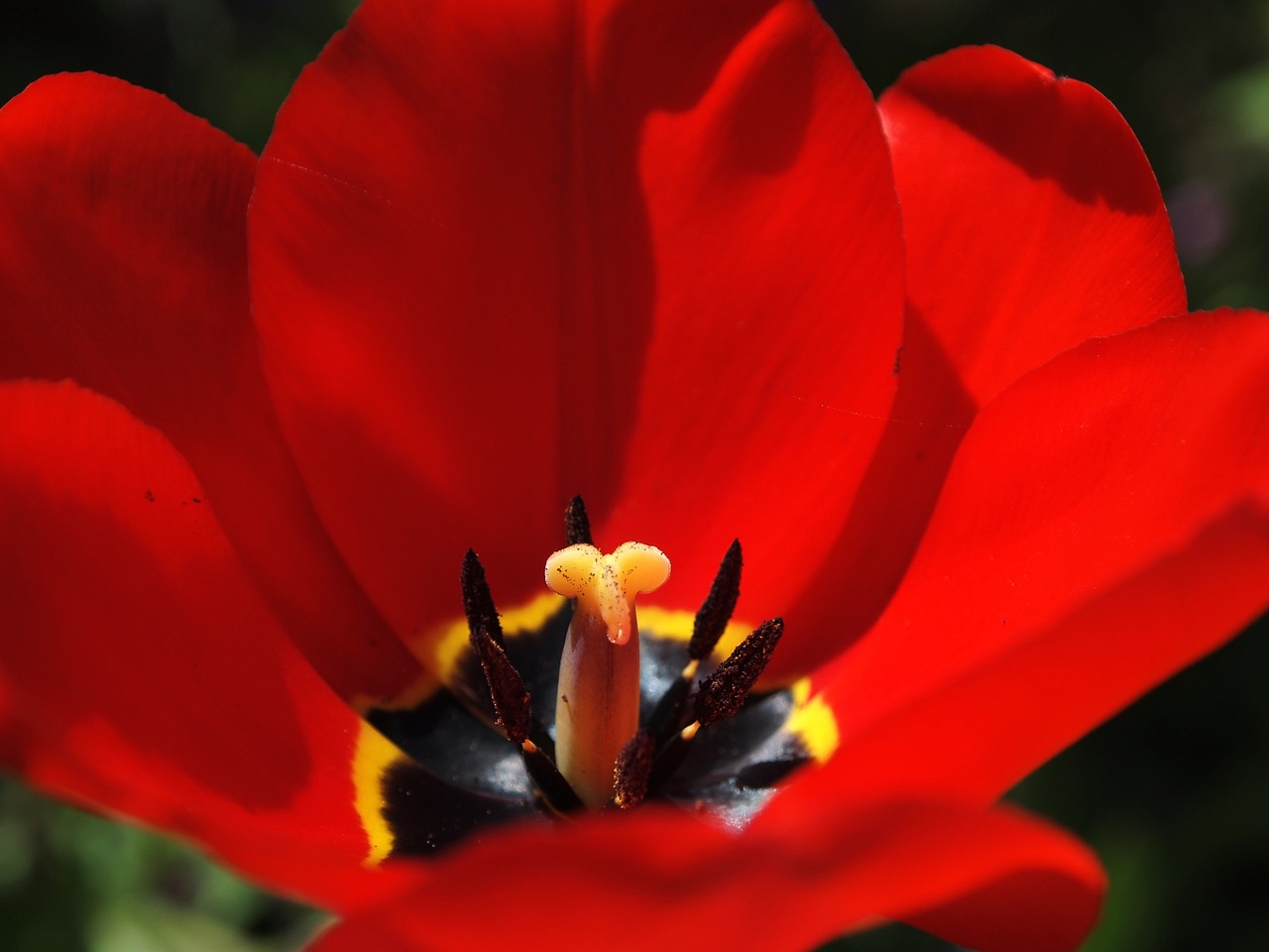 tulip garden spring free photo