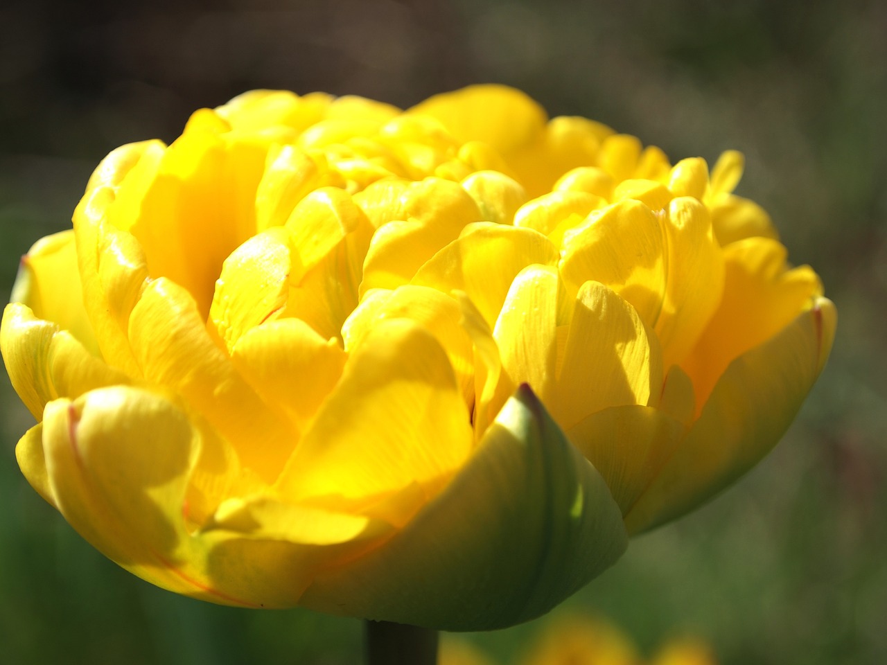 tulip garden spring free photo