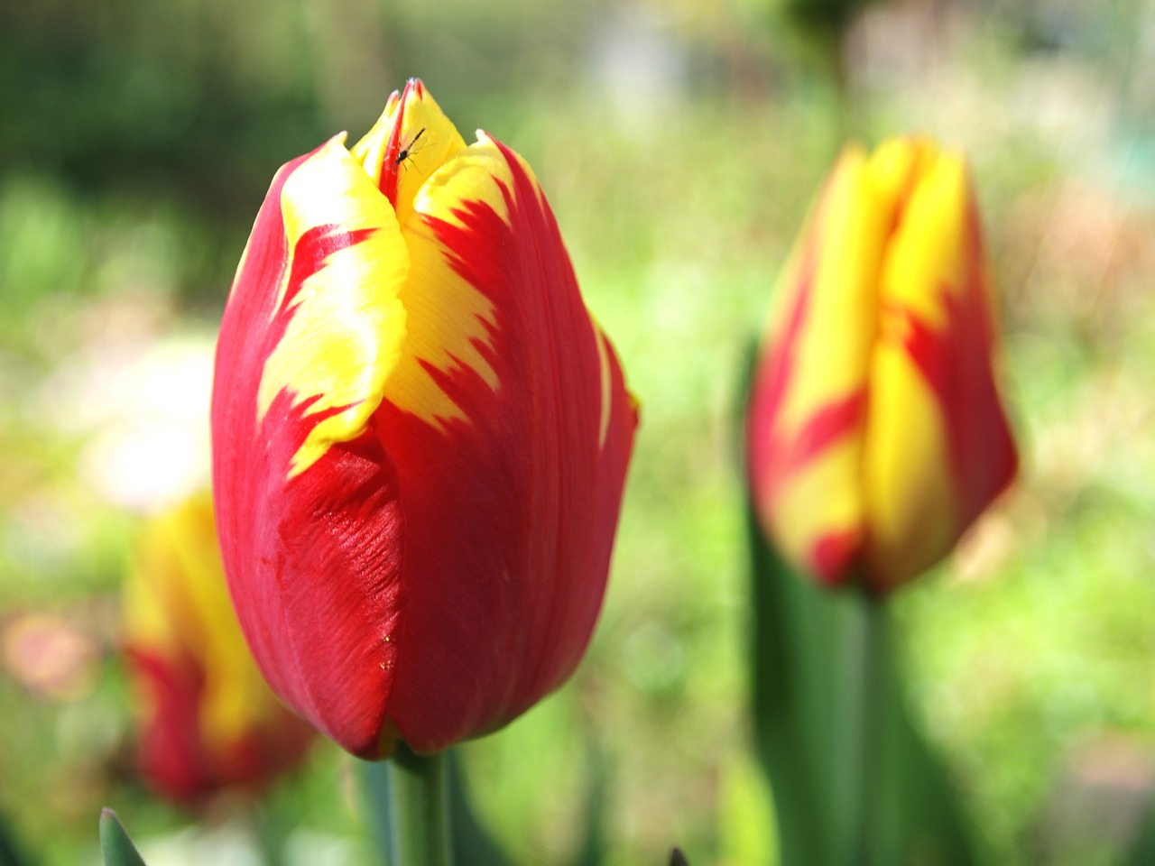 tulip garden spring free photo