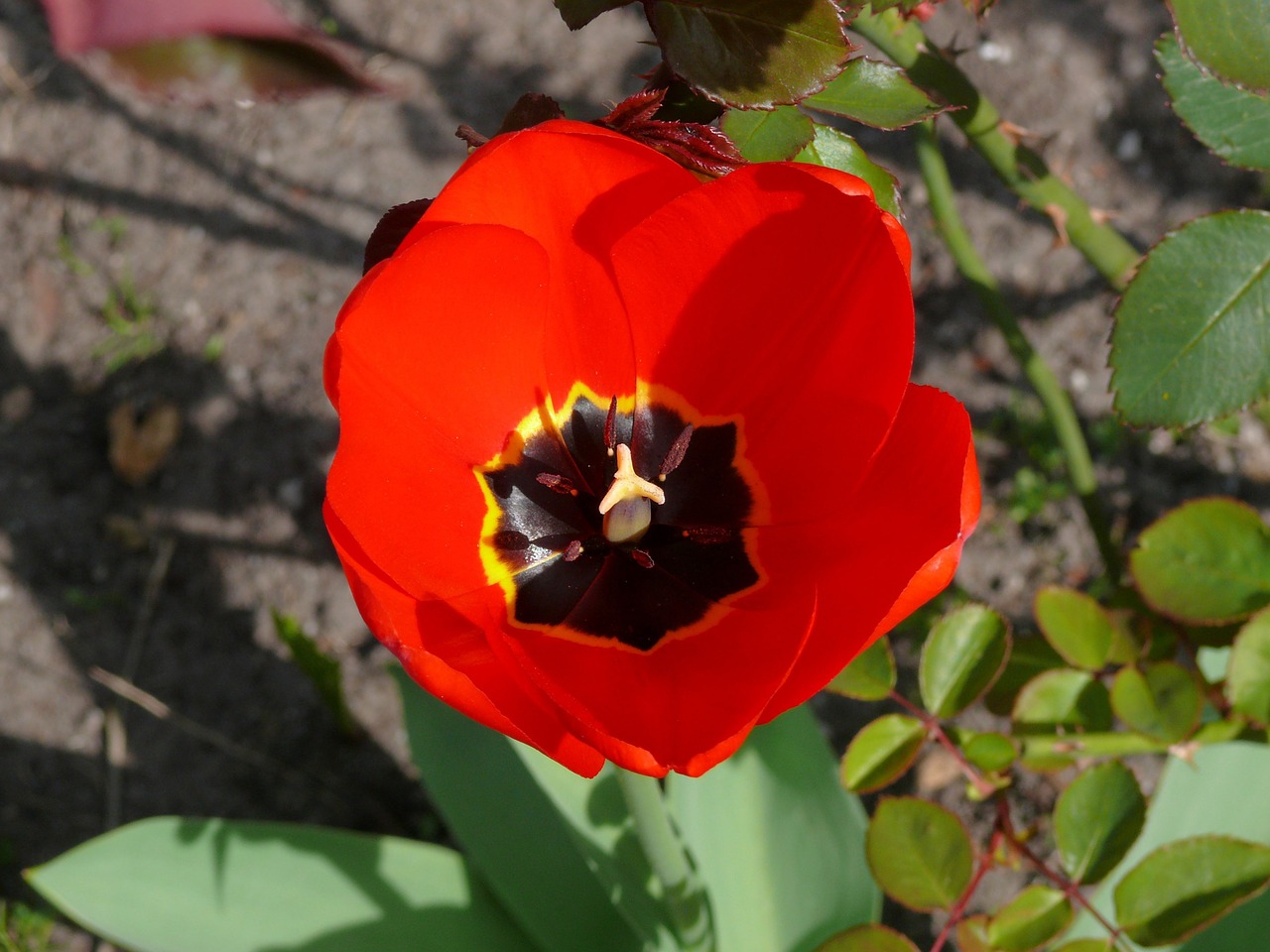 tulip red bloom free photo
