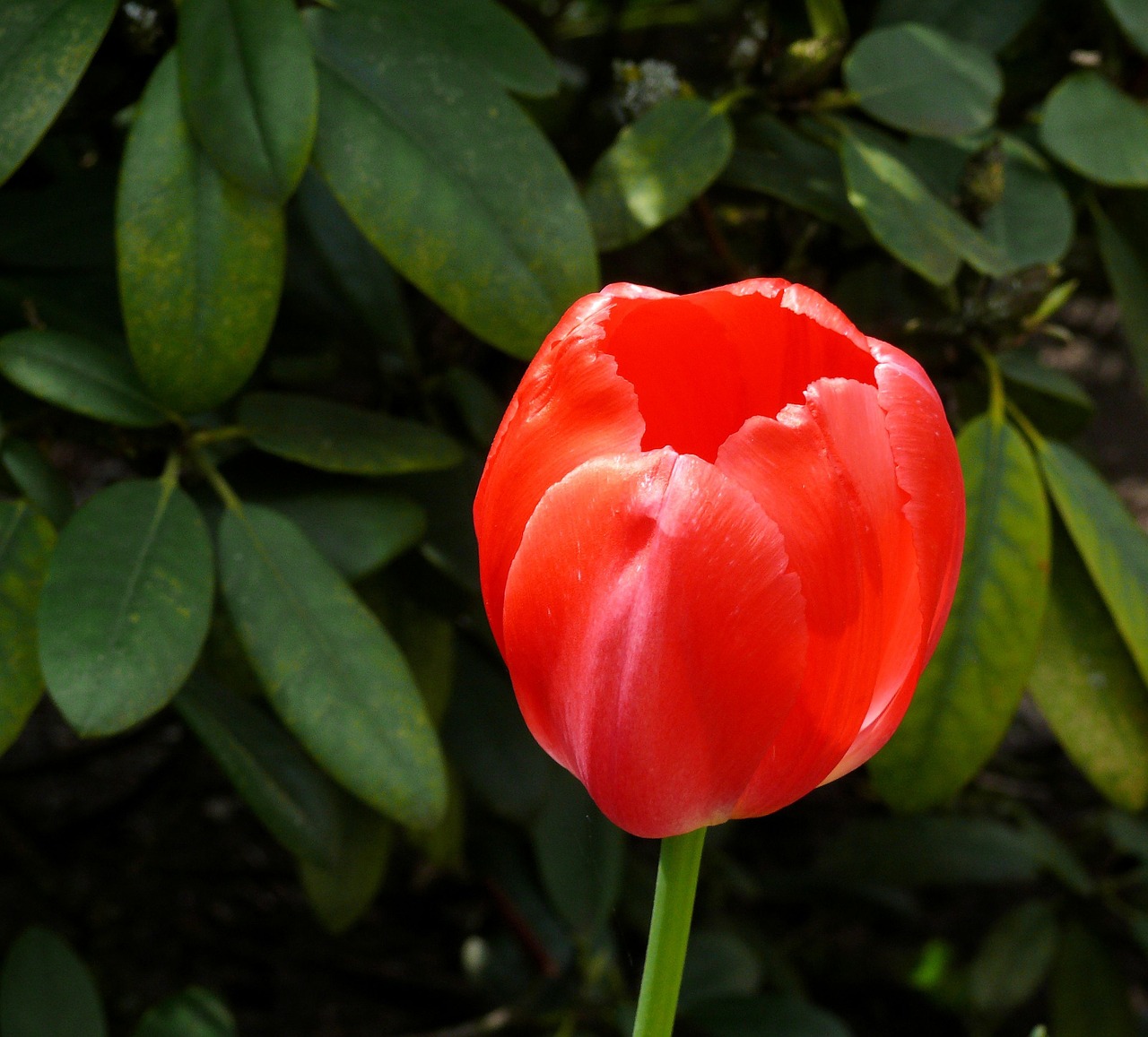 tulip red bloom free photo