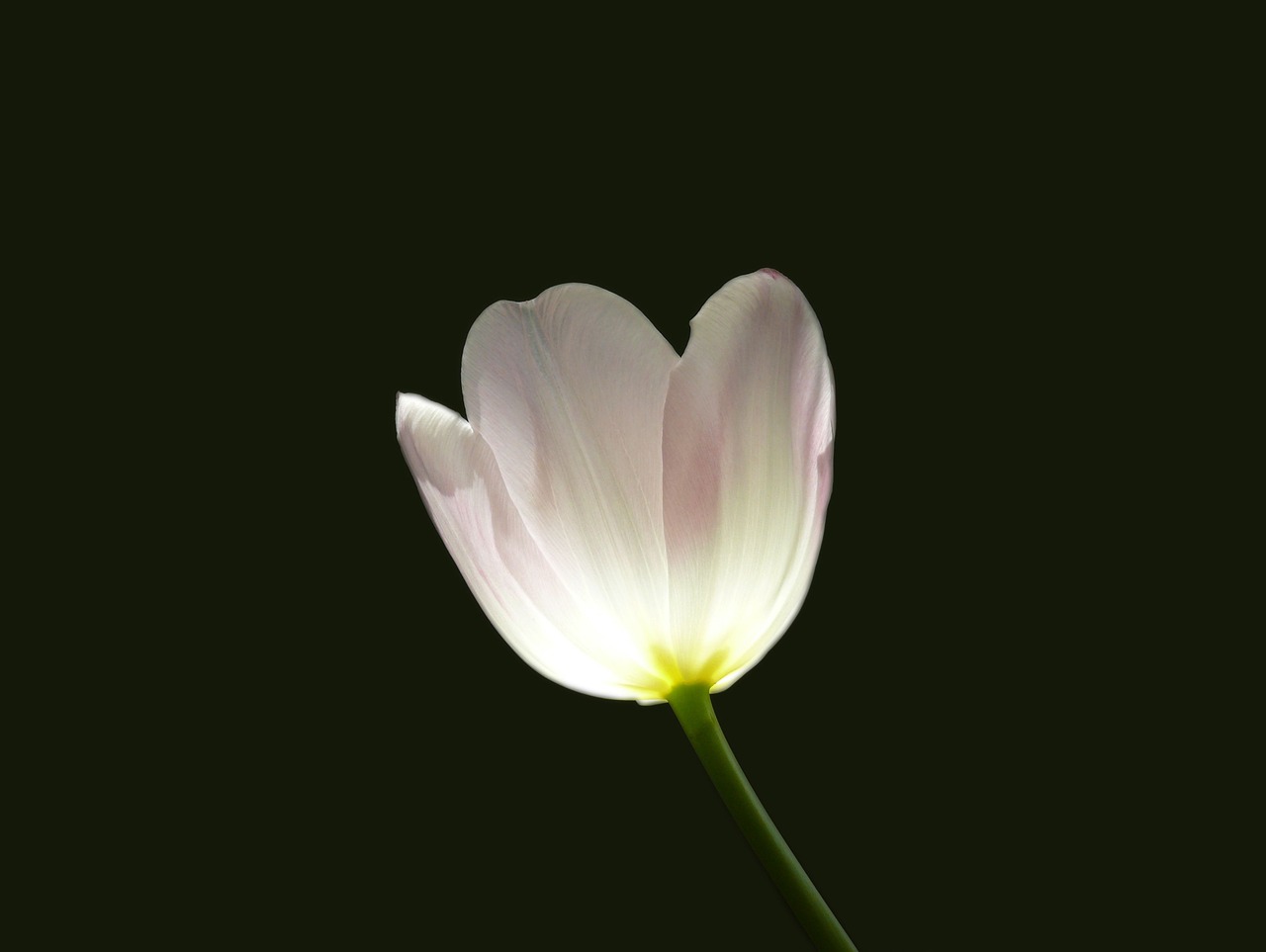 tulip flower spring free photo