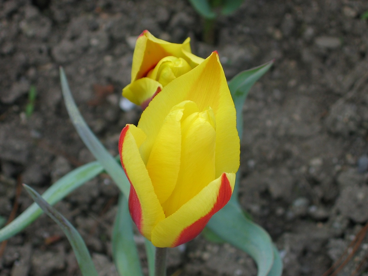 tulip yellow flower free photo