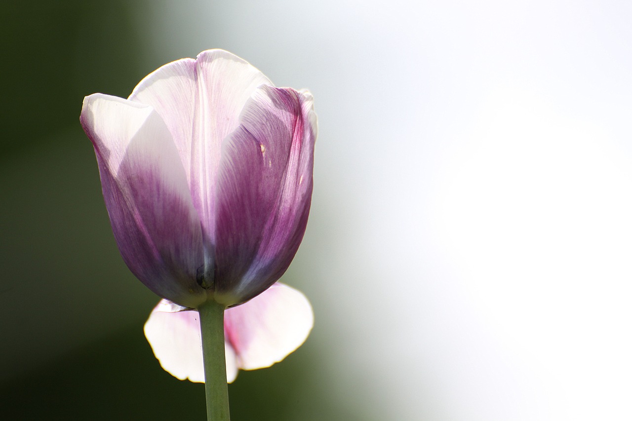 tulip flower spring free photo