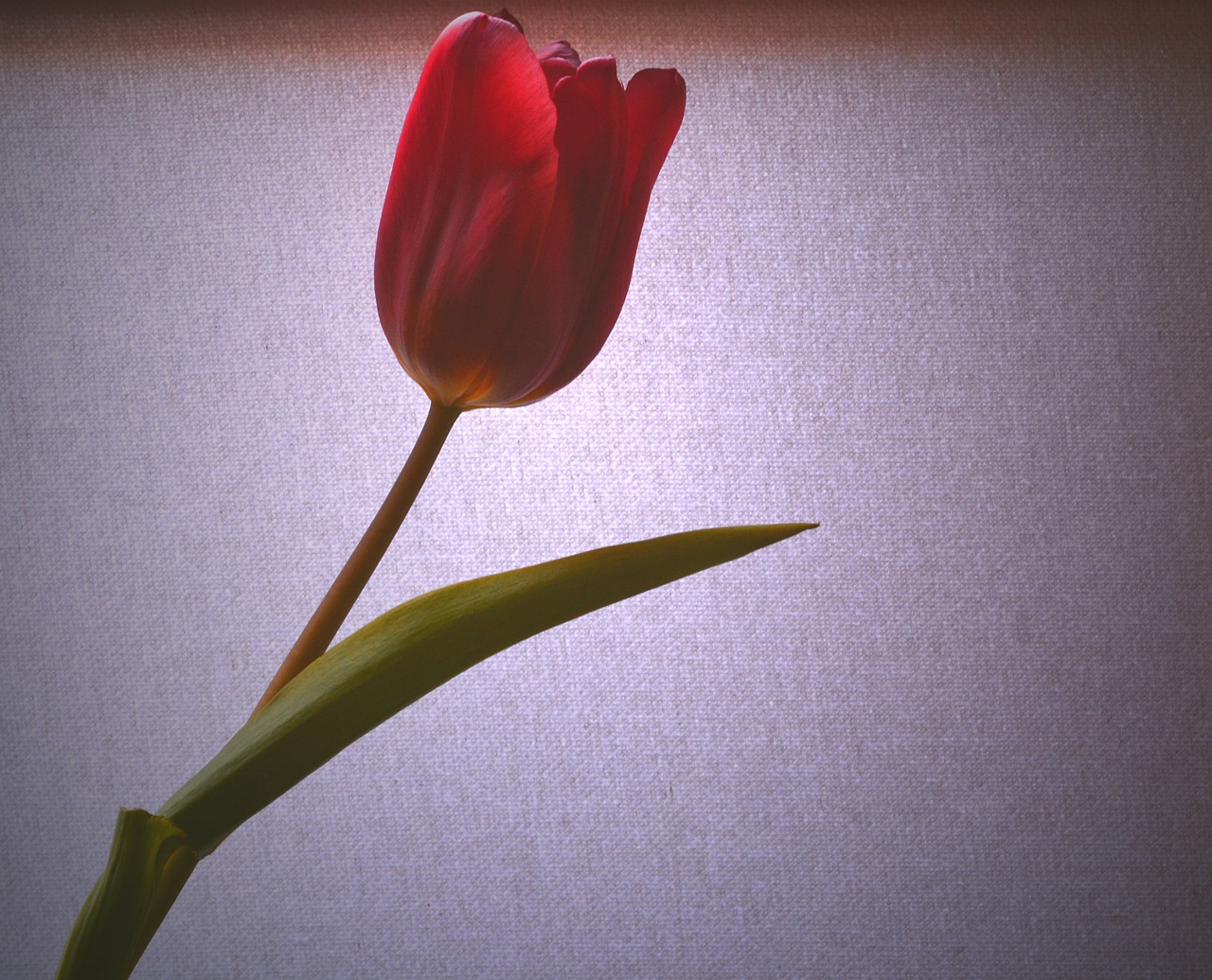 tulip light red free photo