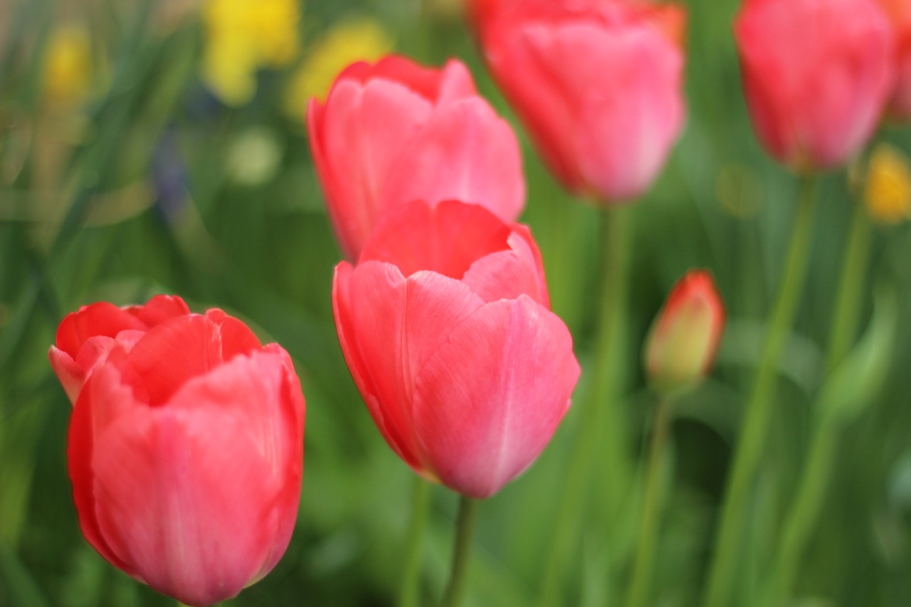 tulip flower spring free photo