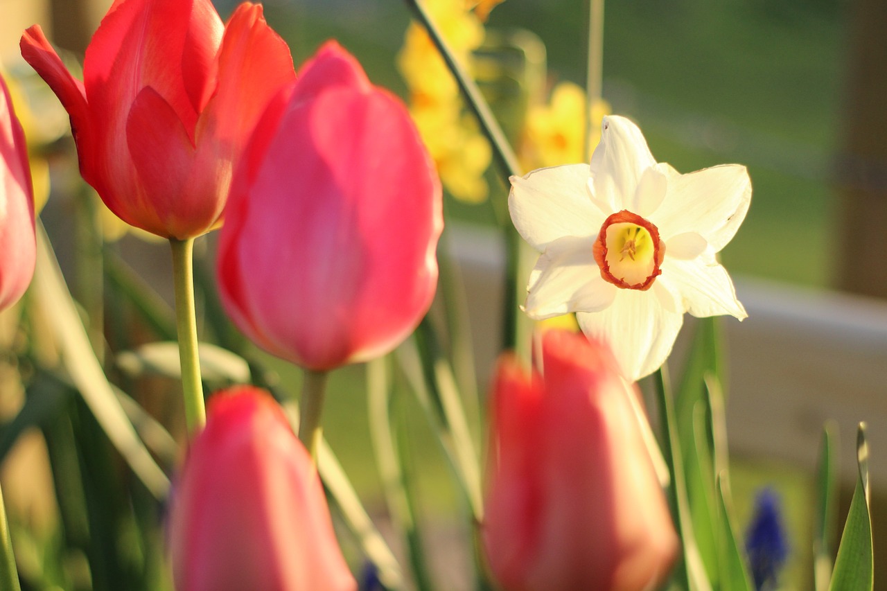 tulip daffodil flower free photo