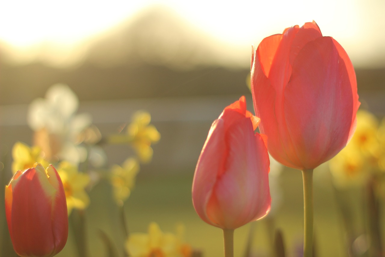 tulip flower spring free photo