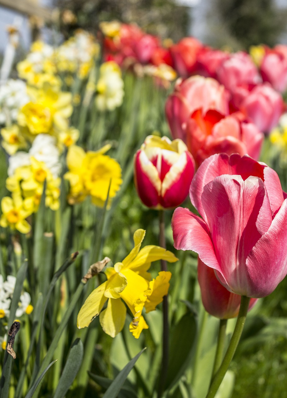 tulip daffodil flower free photo