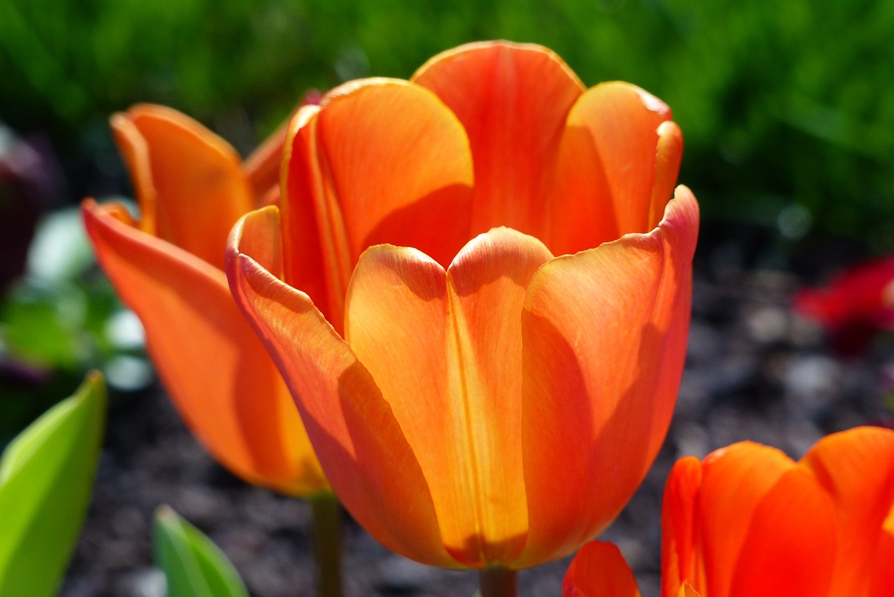 tulip orange review free photo