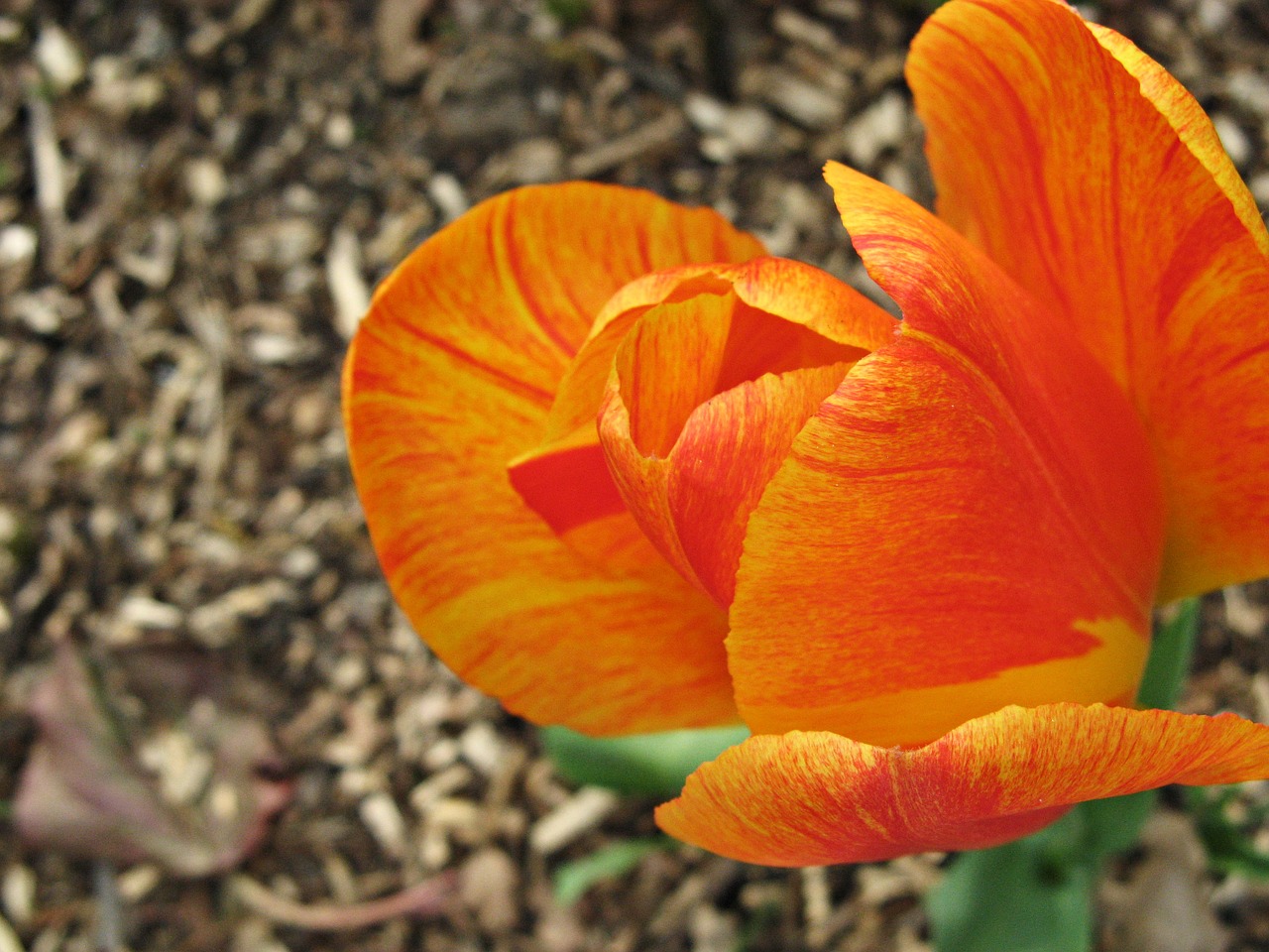 tulip orange garden free photo