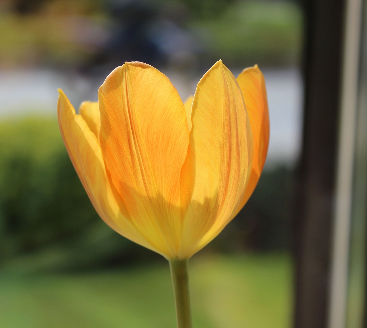 tulip orange spring free photo