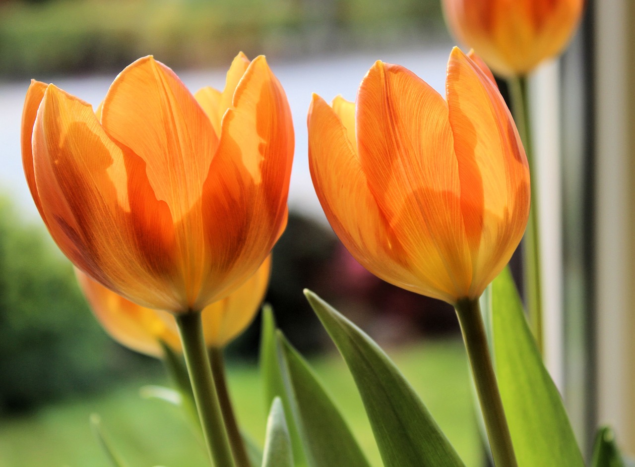 tulip orange spring free photo