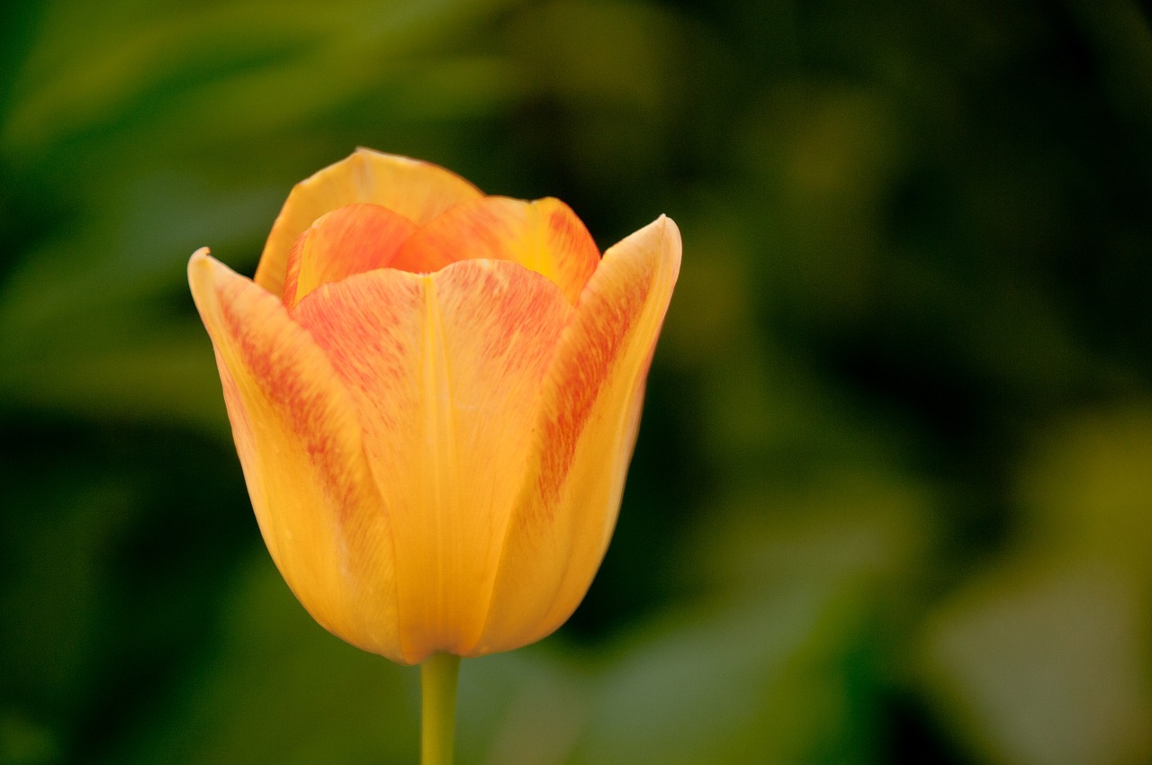 tulip yellow floral free photo