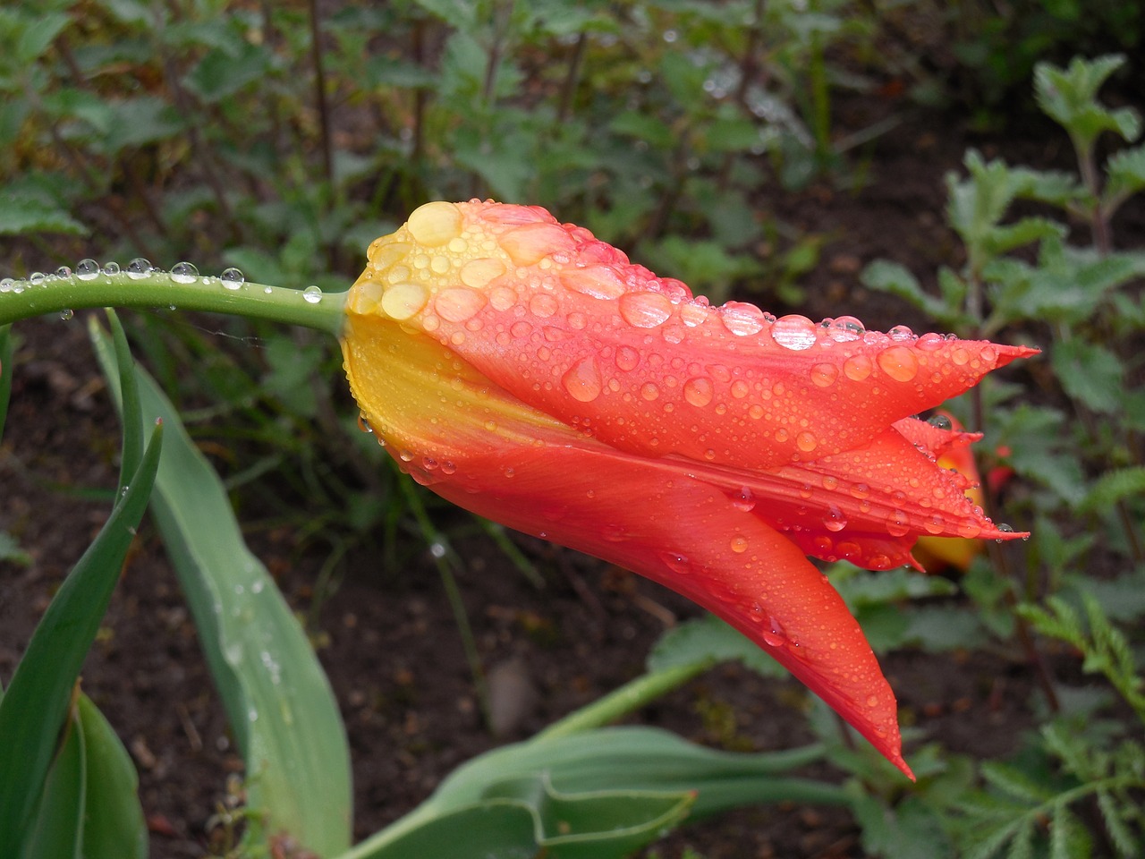 tulip raindrop flowers free photo