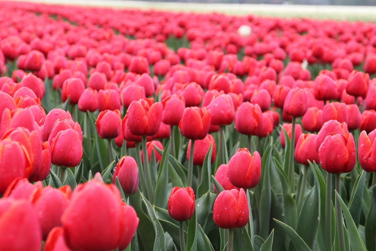 tulip flower bulbs free photo