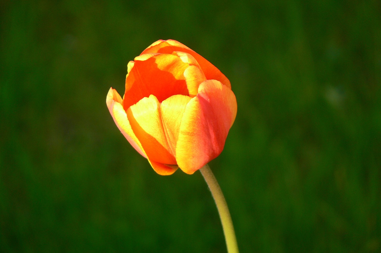 tulip flower blossom free photo