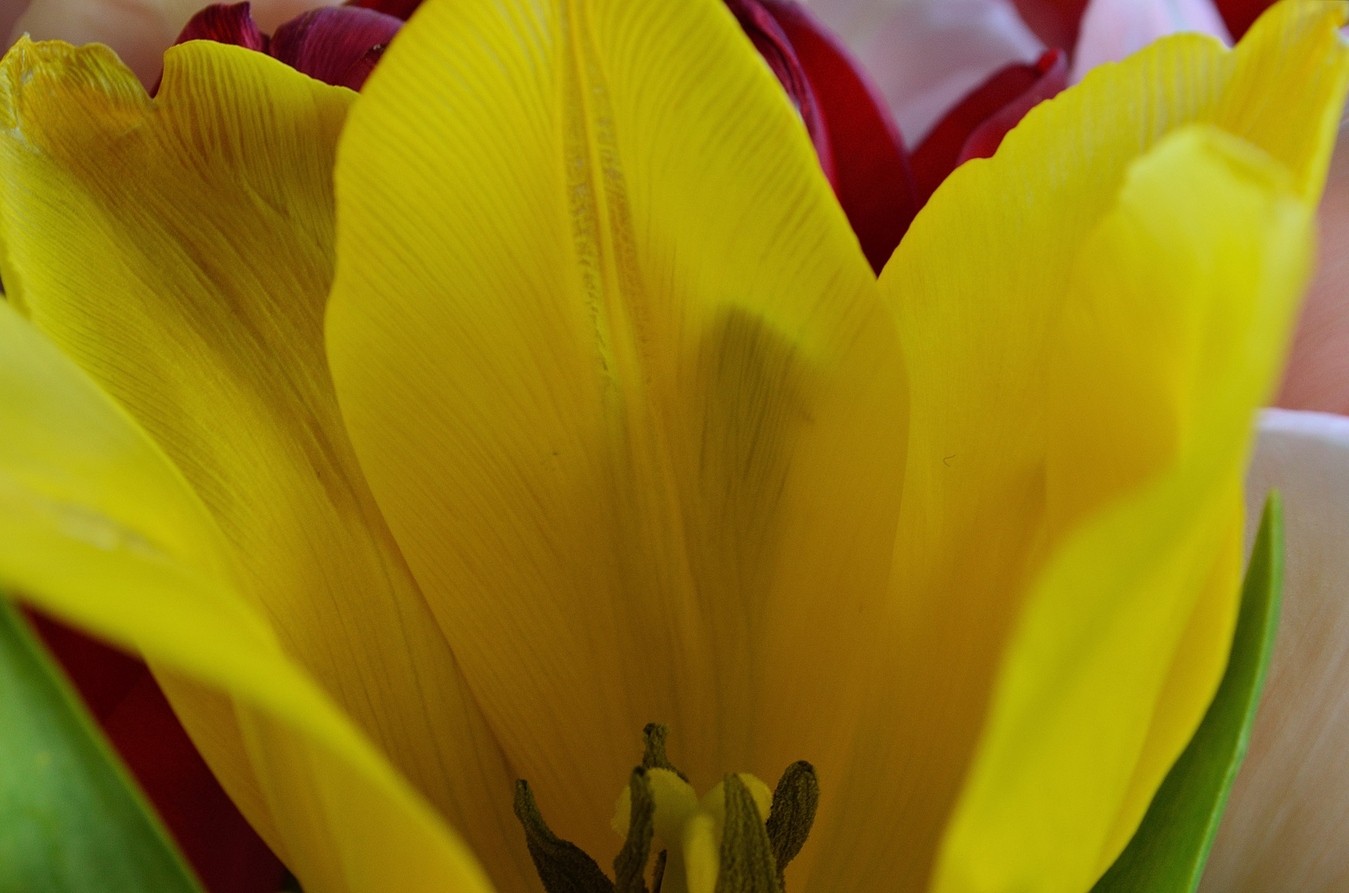 flowers tulip bloom free photo