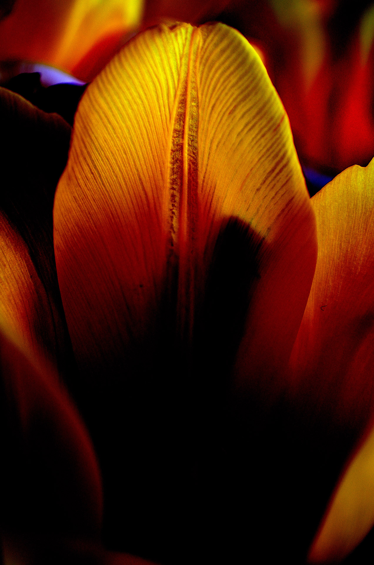 flowers tulip light free photo