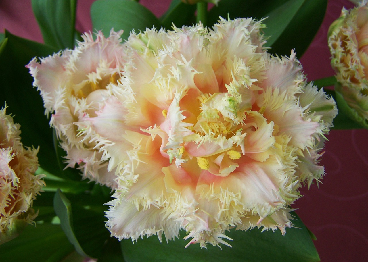 tulip bouquet cut flower spring flower free photo